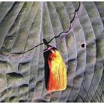 Fa nyaklánc, környezetbarát, újrahasznosított fa, uszadékfa, medál, nyaklánc, rozsdamentes, környezettudatos ékszer