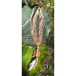 Gyöngy nyaklánc, környezetbarát, újrahasznosított fa, uszadékfa medál, natur, sárga, szabályozható méret, kása gyöngyök, fa gyöngy, pamut fonal, bojtos, hipoallergén, sárga, környezettudatos ékszer