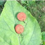 Fa ékszer, környezetbarát, újrahasznosított fa, uszadékfa, fülbevaló, környezettudatos ékszer